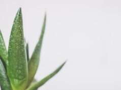 Natural Foods and Plants That Reduce Signs of Aging