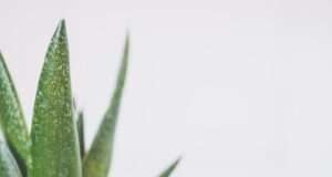 Natural Foods and Plants That Reduce Signs of Aging