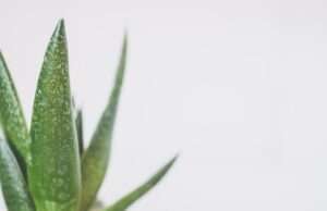 Natural Foods and Plants That Reduce Signs of Aging