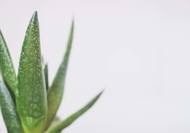 jessica-lewis-ugNtbqMlGA0-unsplash