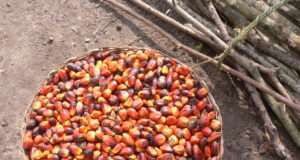 2 Tablespoons of This Ancient Oil Will Protect Your Heart