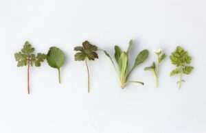 5 Beneficial Herbs That Can Boost Your Energy Level
