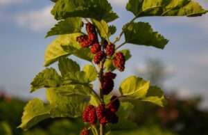 This Berry Lowers Blood Sugar and Improves Heart Function