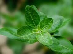 Attention Ladies: These Herbs Are Important to Your Health