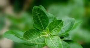 Attention Ladies: These Herbs Are Important to Your Health