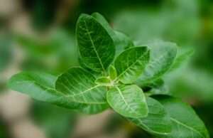 Attention Ladies: These Herbs Are Important to Your Health