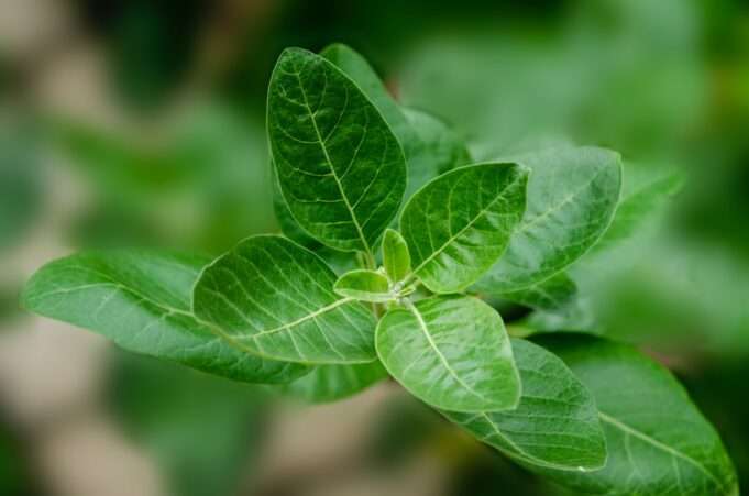 Attention Ladies: These Herbs Are Important to Your Health