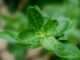 Attention Ladies: These Herbs Are Important to Your Health