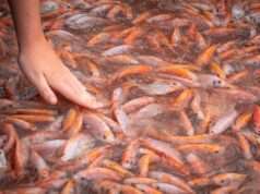 5 Valid Reasons You Should Never Eat Tilapia Again