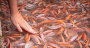 5 Valid Reasons You Should Never Eat Tilapia Again