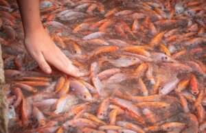 5 Valid Reasons You Should Never Eat Tilapia Again