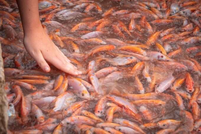 5 Valid Reasons You Should Never Eat Tilapia Again