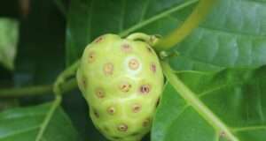 11 Potential Health Benefits of This Asian Super Food