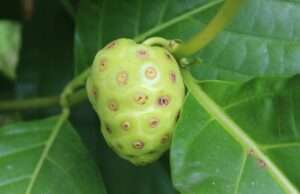 11 Potential Health Benefits of This Asian Super Food