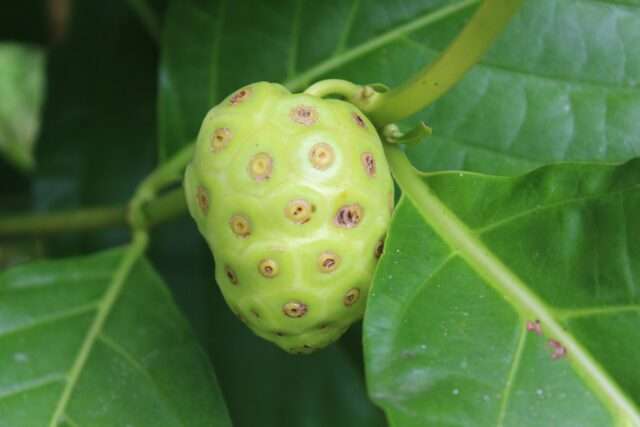 noni-329500_1920