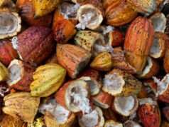 Turbocharge Your Brain with 2 Healthy Fats