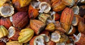 Turbocharge Your Brain with 2 Healthy Fats