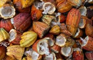 Turbocharge Your Brain with 2 Healthy Fats