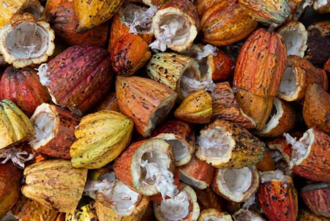 Turbocharge Your Brain with 2 Healthy Fats