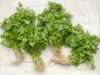 9 Ways Cilantro Build Strong Bones, Teeth & More