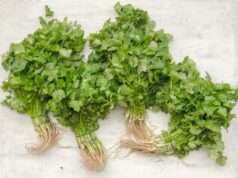 9 Ways Cilantro Build Strong Bones, Teeth & More