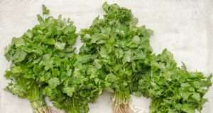 9 Ways Cilantro Build Strong Bones, Teeth & More