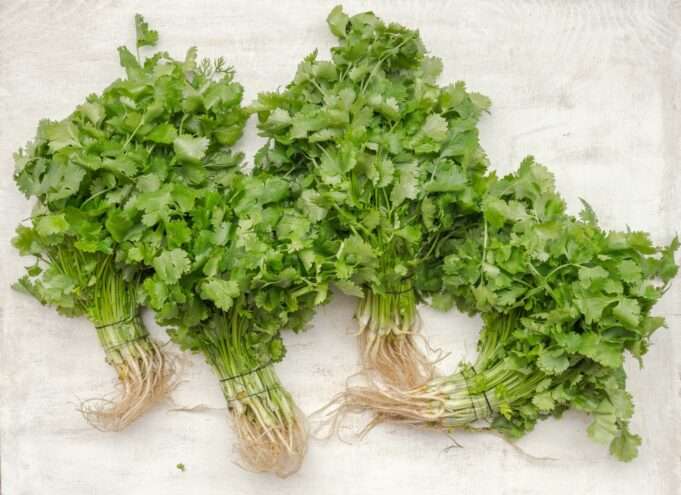 9 Ways Cilantro Build Strong Bones, Teeth & More
