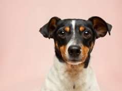 Healthy Foods You Should Never Feed Your Pet