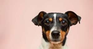 Healthy Foods You Should Never Feed Your Pet