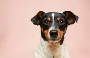 Healthy Foods You Should Never Feed Your Pet