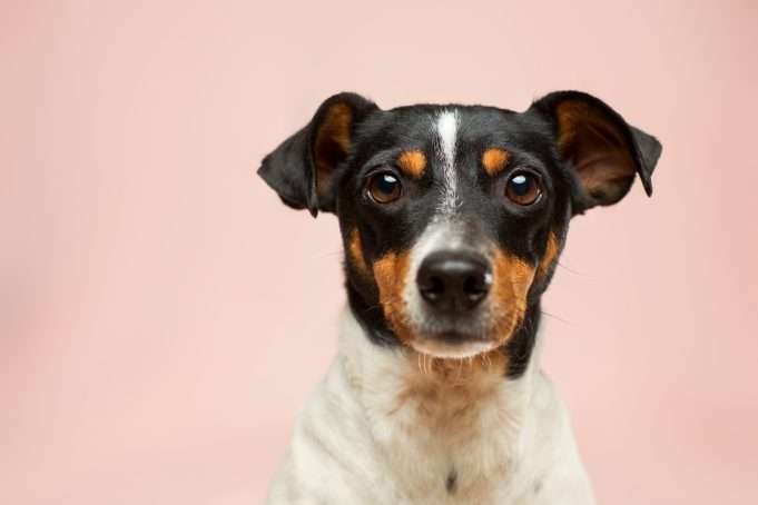 Healthy Foods You Should Never Feed Your Pet