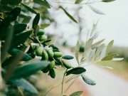 Stick These Herbs In Your Ears For Better Hearing
