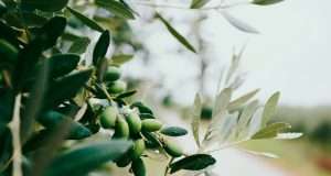 Stick These Herbs In Your Ears For Better Hearing