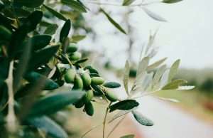 Stick These Herbs In Your Ears For Better Hearing