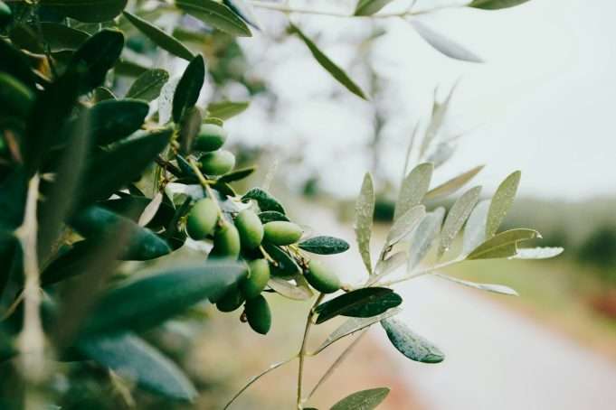 Stick These Herbs In Your Ears For Better Hearing