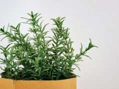 This Herb Prevents Your Brain From Aging