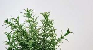 This Herb Prevents Your Brain From Aging