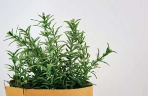 This Herb Prevents Your Brain From Aging