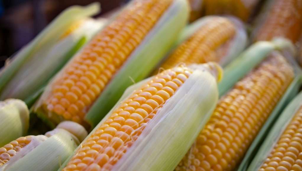 6 Truths About Corn That May Shock You