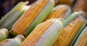 6 Truths About Corn That May Shock You