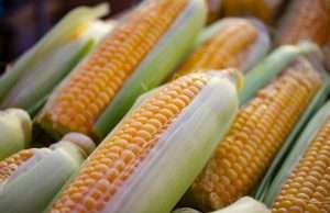 6 Truths About Corn That May Shock You